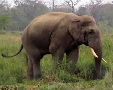 201503051327179055_Wild-tusker-returns-t