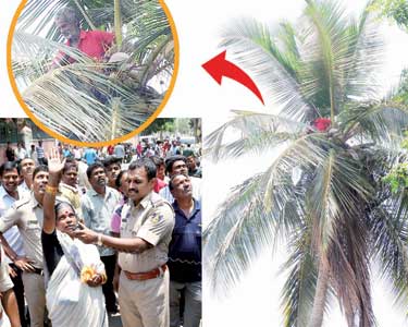 201604022347043506_Coconut-tree-climberW