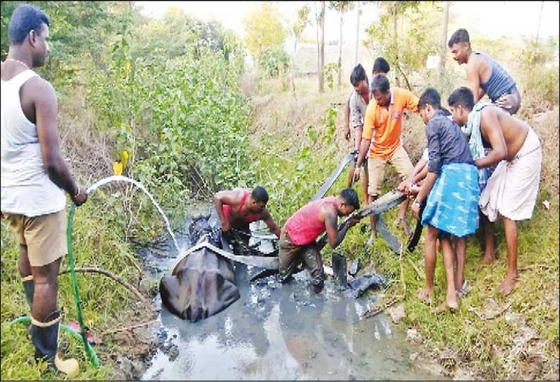 வாய்க்காலில் தண்ணீர் குடிக்க சென்ற போது சேற்றில் சிக்கி உயிருக்கு போராடிய எருமை மாடு