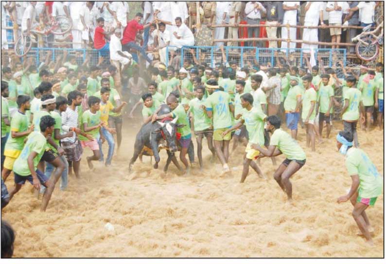 மீனம்பட்டி கோவில் திருவிழாவையொட்டி ஜல்லிக்கட்டு; 10 பேர் காயம்