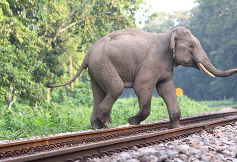 யானைகளால் சேதம் அடையும் விவசாய உபகரணங்களுக்கு இழப்பீடு