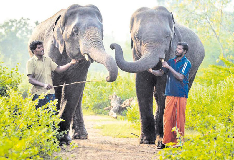 வண்டலூர் பூங்காவில் மதம் பிடித்த 2 யானைகள் இடமாற்றம்