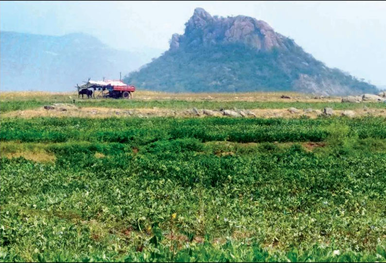 மேட்டூர் அணை நீர்தேக்கப்பகுதிகளில் தற்காலிக முகாம்கள் அமைத்து முழுவடை விவசாய பணிகள் தீவிரம்