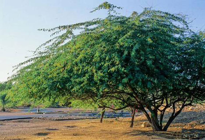 சீமை கருவேல மரங்களை அகற்ற பொது டெண்டர் விட வேண்டும்