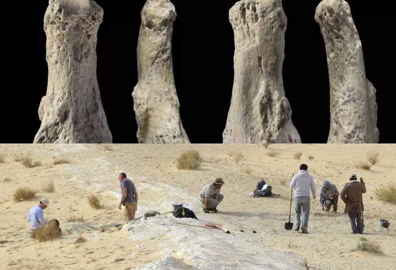 85,000 ஆண்டுகளுக்கு முன்பு, சவுதி அரேபியாவில் மனிதன் வசித்தான் ஆய்வில் தகவல் 201804101734099512_85000yearold-Homo-Sapiens-Bone-Found-in-Saudi-Arabia_SECVPF