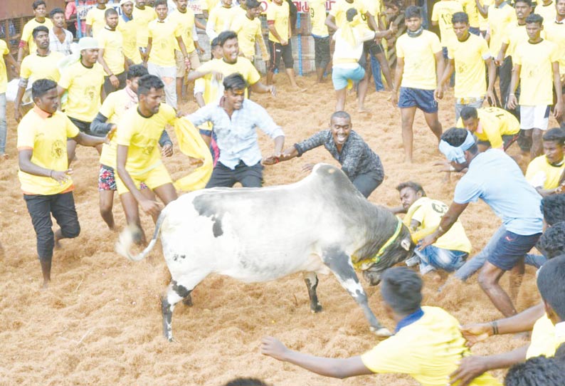 ராப்பூசலில் ஜல்லிக்கட்டு சீறிப்பாய்ந்த காளைகள் முட்டியதில் 21 பேர் காயம்