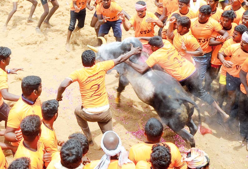 தடையை மீறி நடைபெற்ற ஜல்லிக்கட்டு சீறிப்பாய்ந்த காளைகளை போட்டி போட்டு வீரர்கள் அடக்கினர்