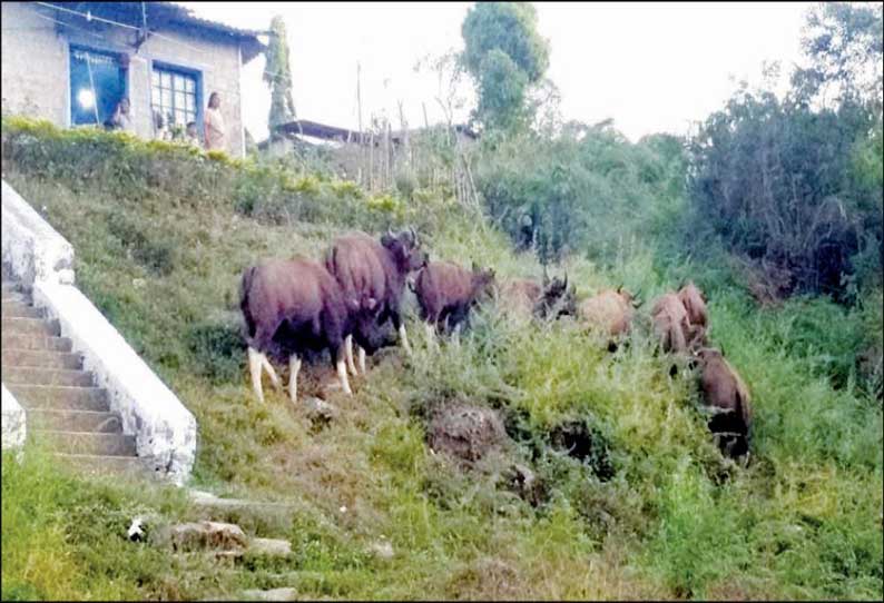 வால்பாறையில் சாலை - குடியிருப்பு பகுதிகளில் நடமாடும் காட்டெருமைகளால் பீதி