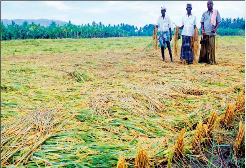 சோழவந்தான் பகுதியில் கோடைமழையால் நெல் பயிர்கள் சேதம்