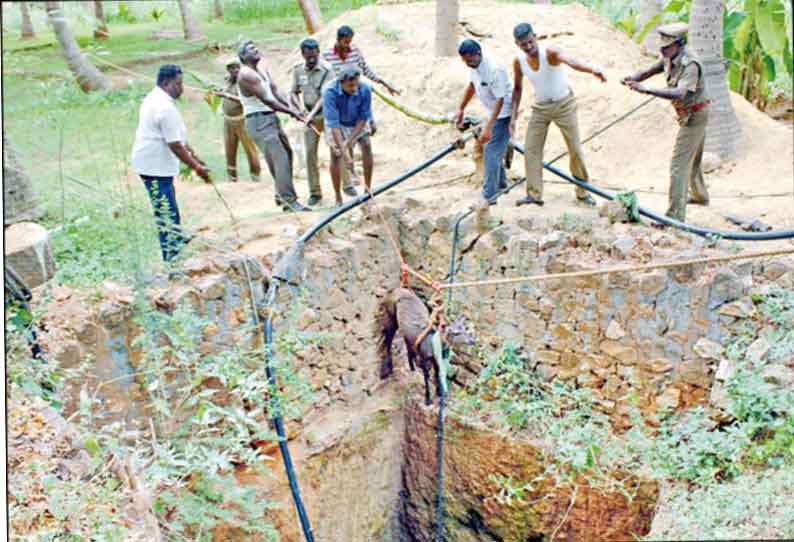 கடமலைக்குண்டு அருகே தண்ணீர் தேடிவந்த கடமான் கிணற்றுக்குள் விழுந்தது