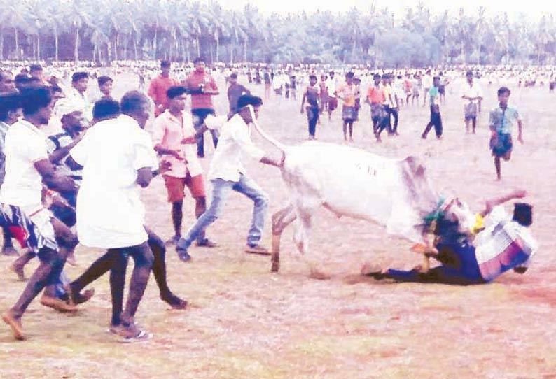 கோவில் திருவிழாவையொட்டி மஞ்சுவிரட்டு மாடுபிடி வீரர்கள் போட்டி போட்டு அடக்கினர்