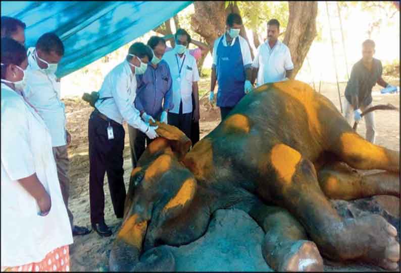 கோவில் யானை ராஜேஸ்வரியை, டாக்டர்கள் குழுவினர் நேரில் ஆய்வு