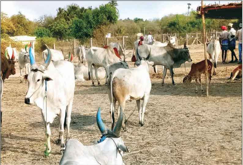 கண்ணபுரம் மாட்டுச்சந்தை களை கட்ட தொடங்கியது