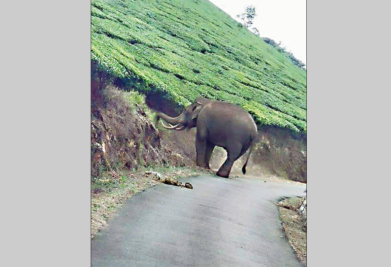 மூணாறு பகுதியில் அட்டகாசம் செய்யும் ஒற்றை யானை