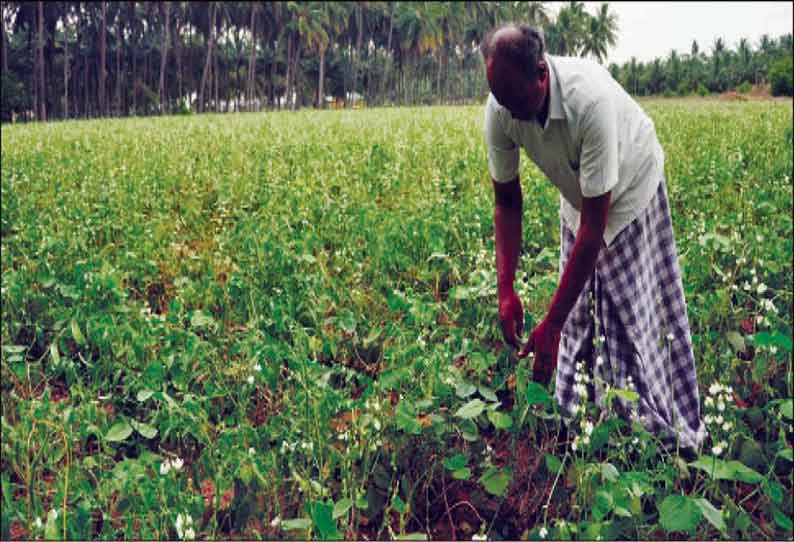 குடிமங்கலம் பகுதியில் அதிக மகசூல் கிடைக்கும் அவரைக்காய் சாகுபடி