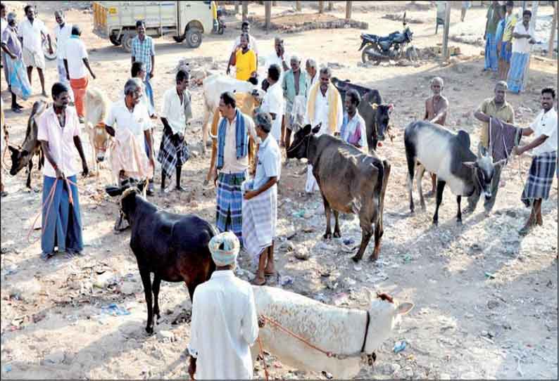 திண்டுக்கலில் 20 ஆண்டுகளுக்கு பிறகு கூடிய மாட்டுச்சந்தை