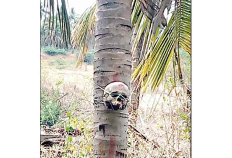 வடமதுரை அருகே பரபரப்பு: தென்னை மரங்களில் மனித மண்டை ஓடுகள்