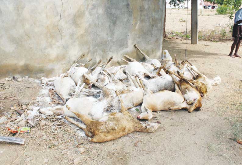 குருபரப்பள்ளி அருகே 17 ஆடுகள் மர்மமாக செத்தன