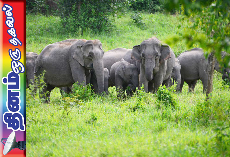 தினம் ஒரு தகவல் : யானைகளின் எதிர்வினை