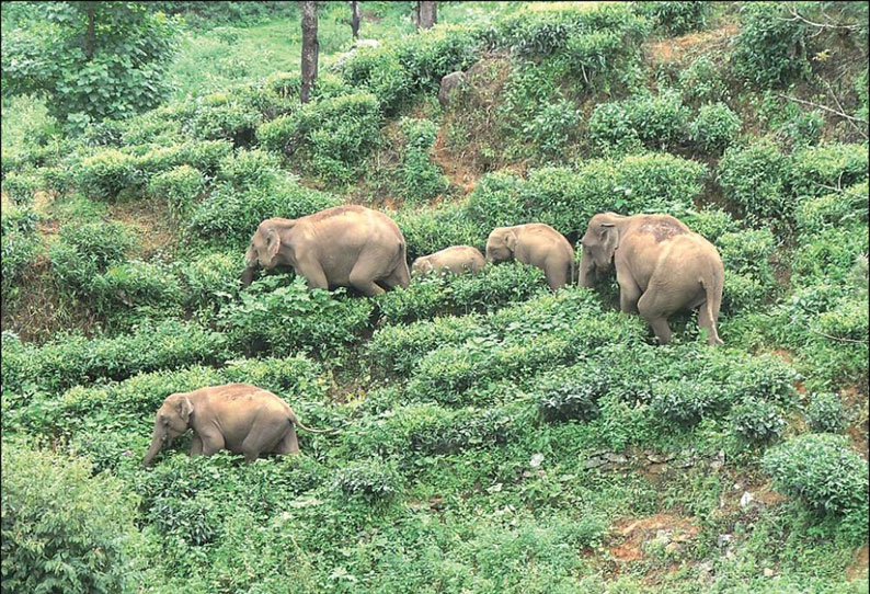 கூடலூர் அருகே தேயிலை தோட்டங்களில் முகாமிட்டுள்ள காட்டு யானைகள்