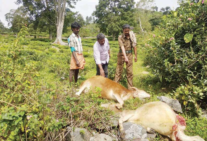 கோத்தகிரி அருகே சிறுத்தைப்புலி தாக்கி 2 கன்றுக்குட்டிகள் பலி