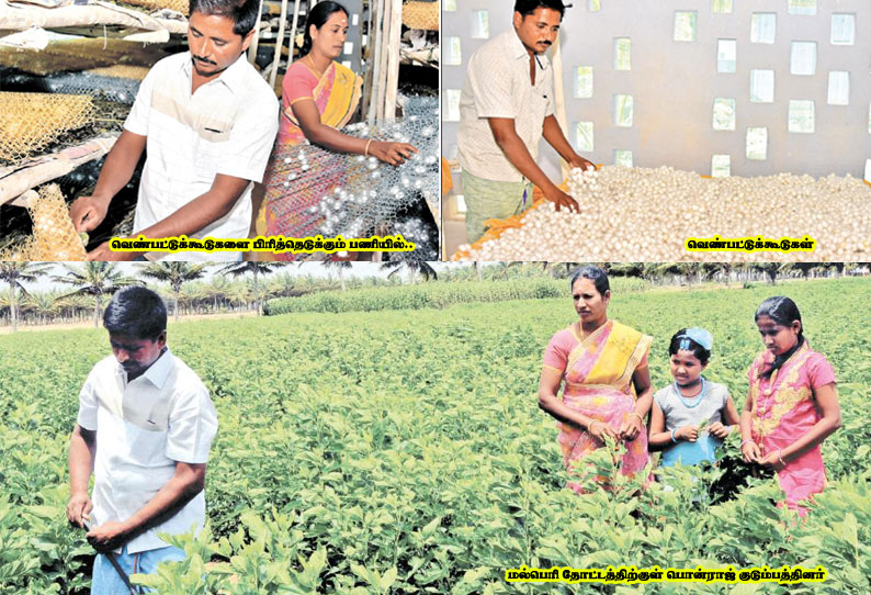 வெண்பட்டுக்கூடு வளர்க்கும் தம்பதிகள் : பணத்தையும், பாராட்டையும் குவிக்கிறார்கள்