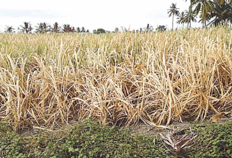 தண்ணீர் இன்றி கருகிய கரும்பு பயிர்கள் நிவாரணம் வழங்க விவசாயிகள் கோரிக்கை