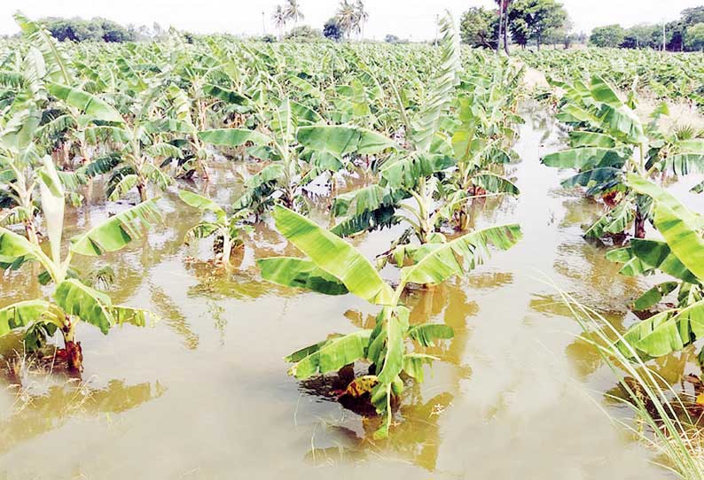 திருச்சி அருகே காவிரியில் ஏற்பட்ட வெள்ளப்பெருக்கினால் 100 ஏக்கர் வாழைத்தோட்டம் மூழ்கியது