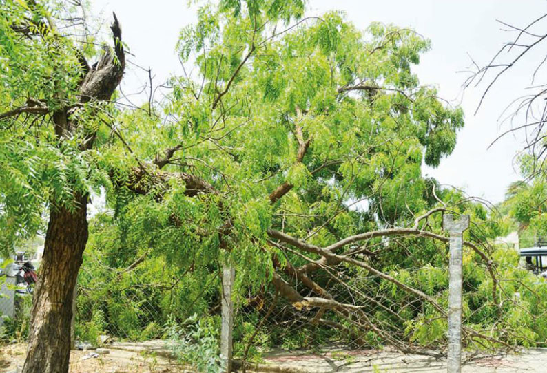 தூத்துக்குடியில் பலத்த காற்று விசைப்படகு மீனவர்கள் கடலுக்கு செல்லவில்லை