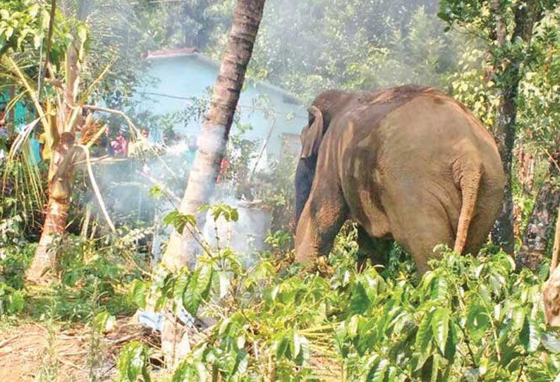 சேரம்பாடி அருகே வாழைகளை சேதப்படுத்தி காட்டுயானைகள் அட்டகாசம்