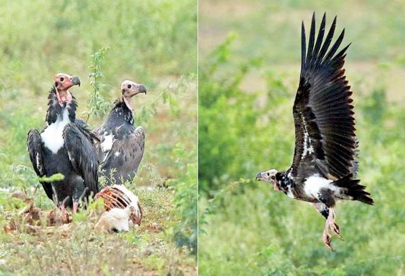 மேட்டுப்பாளையம், சிறுமுகை வனப்பகுதிகளில் அரியவகை பிணந்தின்னி கழுகுகள் இருப்பது கண்டுபிடிப்பு