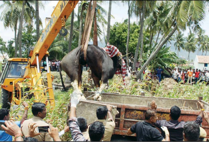 சேலம் கன்னங்குறிச்சி: மயக்க ஊசி செலுத்தி பிடிக்கப்பட்ட காட்டெருமை இறந்தது