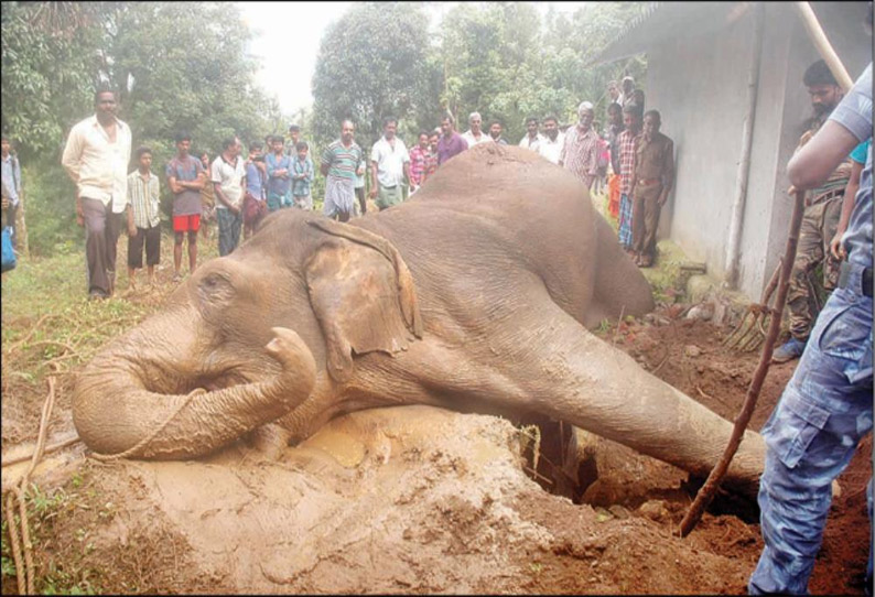 கூடலூர் அருகே கழிவுநீர் தொட்டிக்குள் விழுந்து காட்டு யானை சாவு