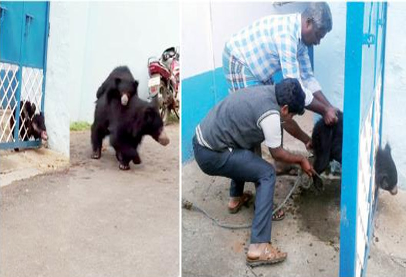 கோத்தகிரி அருகே வீட்டு கதவின் இரும்பு கம்பிகளுக்கு இடையில் சிக்கி உயிருக்கு போராடிய கரடி குட்டி