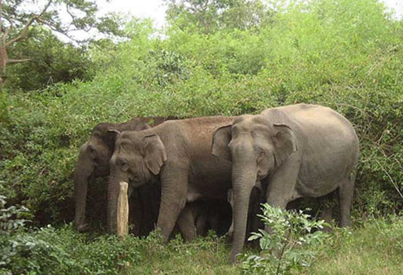 Image result for wild elephant in hosur
