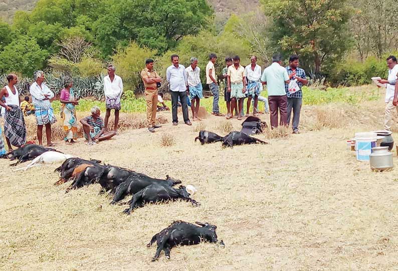 பூச்சி மருந்து கலந்த கரைசலை குடித்த 14 ஆடுகள் சாவு போலீசார் விசாரணை