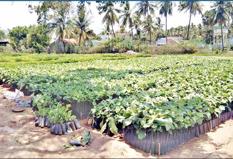 விவசாயிகளுக்கு வழங்குவதற்காக 2 லட்சம் மரக்கன்றுகள்