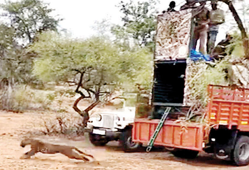 மேட்டுப்பாளையம் அருகே அட்டகாசம் செய்து வந்த சிறுத்தைப்புலி கூண்டில் சிக்கியது