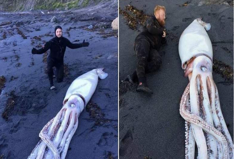 நியூசிலாந்தில் கரை ஒதுங்கிய 3 மனிதர்கள் அளவுள்ள பெரிய கணவாய் மீன் நியூசிலாந்தில் கரை ஒதுங்கிய 3 மனிதர்கள் அளவுள்ள பெரிய கணவாய் மீன்