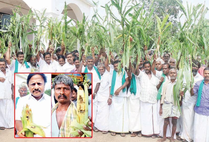 படைப்புழு தாக்குதலால் சேதம் அடைந்த மக்காச்சோள பயிர்களுடன் திரண்டு வந்த விவசாயிகளால் பரபரப்பு