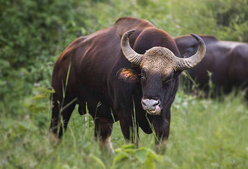 மஞ்சூர் அருகே: காட்டெருமை தாக்கி பெண் படுகாயம்