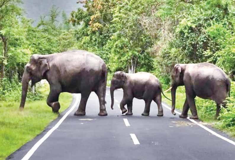 முதுமலை வனப்பகுதிக்கு: சாலைகளை கடந்து செல்லும் காட்டுயானைகள் - வாகன ஓட்டிகளுக்கு வனத்துறை எச்சரிக்கை