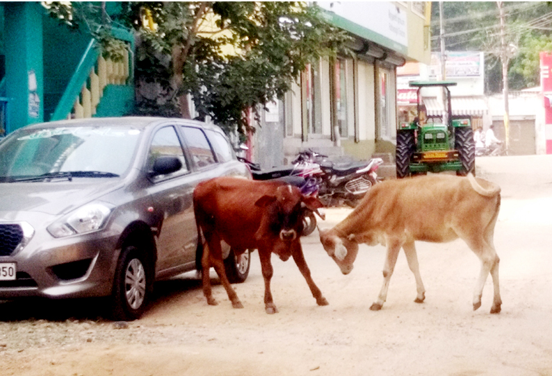 அரக்கோணத்தில் சாலைகளில் சுற்றித்திரியும் மாடுகளால் அடிக்கடி விபத்து