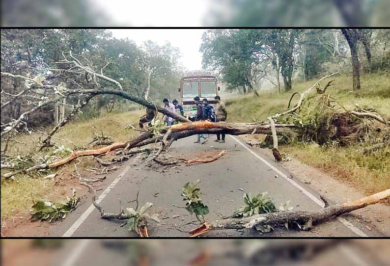 மசினகுடி-தெப்பக்காடு சாலையில்: மரத்தை சாய்த்த காட்டுயானைகள் - போக்குவரத்து பாதிப்பு