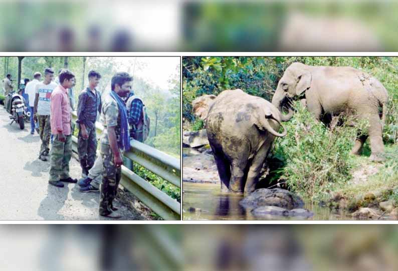 வால்பாறையில் கடுமையான வெப்பம் எதிரொலி: நீரோடைகளைத்தேடி காட்டுயானைகள் படையெடுப்பு