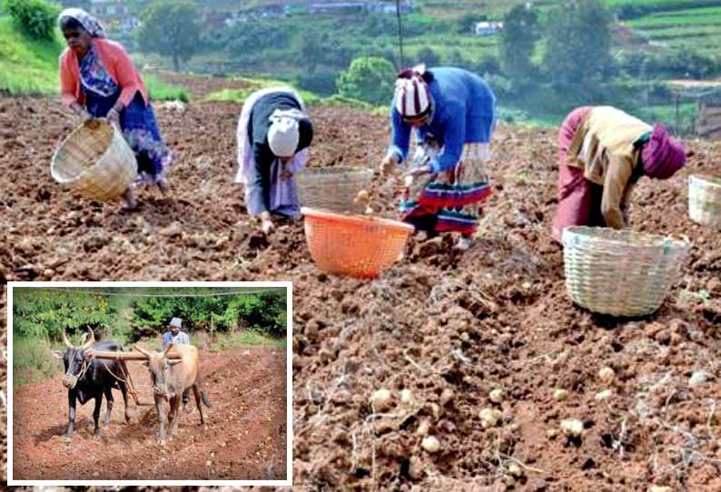 போதிய விலை கிடைக்காததால்: ஊட்டியில் ஏர் உழுது உருளைக்கிழங்கு அறுவடை