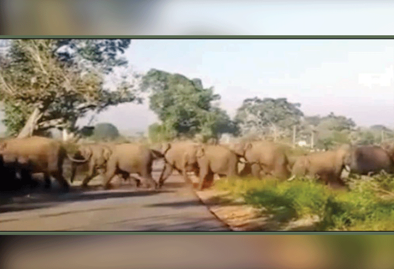 தேன்கனிக்கோட்டை அருகே, சாலையை கடந்த யானைகளை கற்களை வீசி தாக்கிய இளைஞர்கள் விலங்கின ஆர்வலர்கள் அதிர்ச்சி