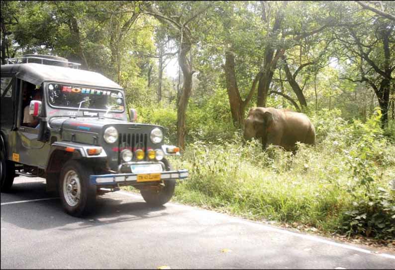 கூடலூர் வரும் சுற்றுலா பயணிகள் வனவிலங்குகளை துன்புறுத்தக்கூடாது - வனத்துறையினர் எச்சரிக்கை