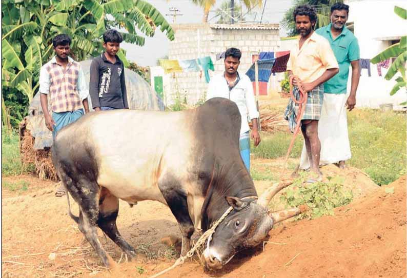 எருதாட்டத்தில் பங்கேற்கும் : காளைகளை தயார்படுத்தும் காளையர்கள்