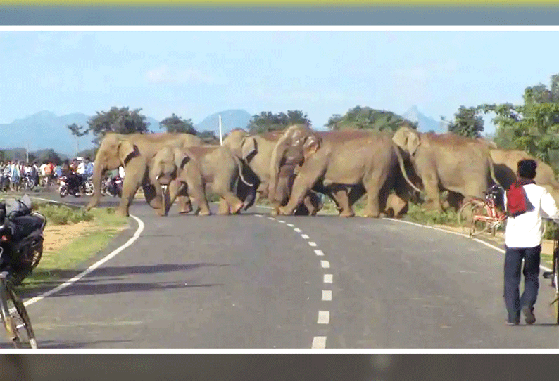 தேன்கனிக்கோட்டை வனப்பகுதியில் உள்ள 65 யானைகளை விரட்டும் பணி தீவிரம்